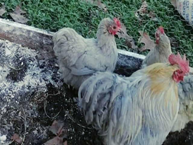 Яйце на інкубацію від породистих курей. Кохінхін ізабелла, мармуровий.