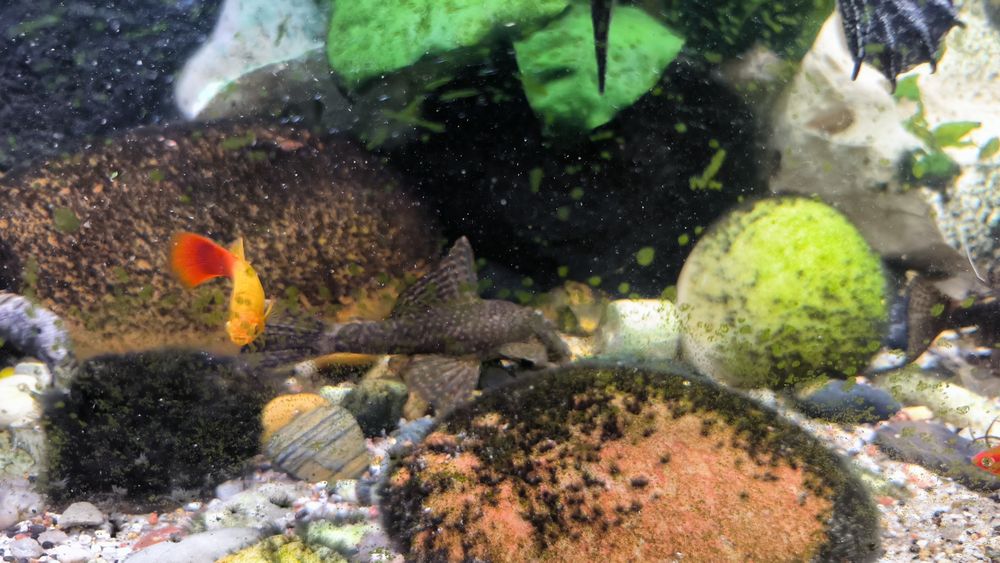 Casal de ancistrus (peixes)