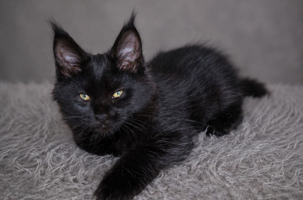 Котенок Мэйн-куна 3 месяца