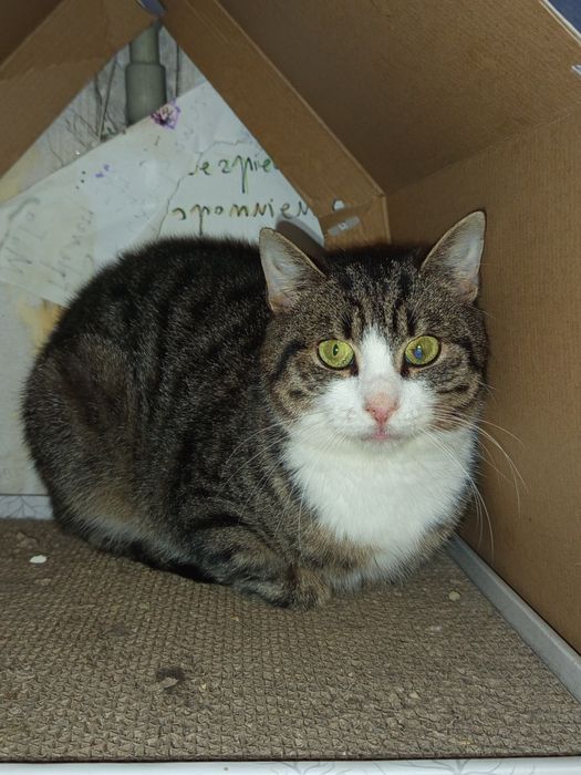 3-letni Migdał szuka domu