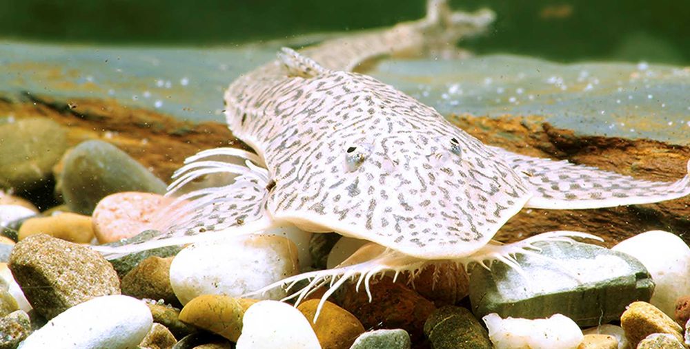 Pseudohemiodon sp. Peru - ODŁÓW - WF - Zbrojnik - Glonojad - dowóz
