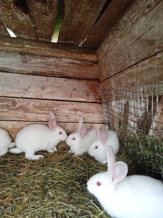 Продам чистокровні кролі Термони, Строкачі та Шиншили