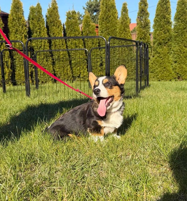 Welsh Corgi Cardigan - Piękna Suczka
