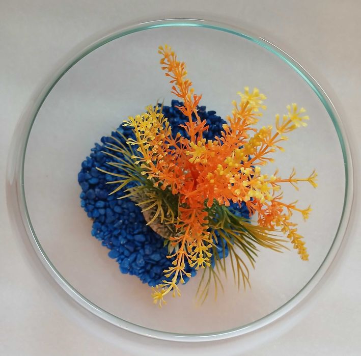 Aquário redondo de vidro (diâm.=23cm / 4-5L) c/pedras azuis +"anémona"