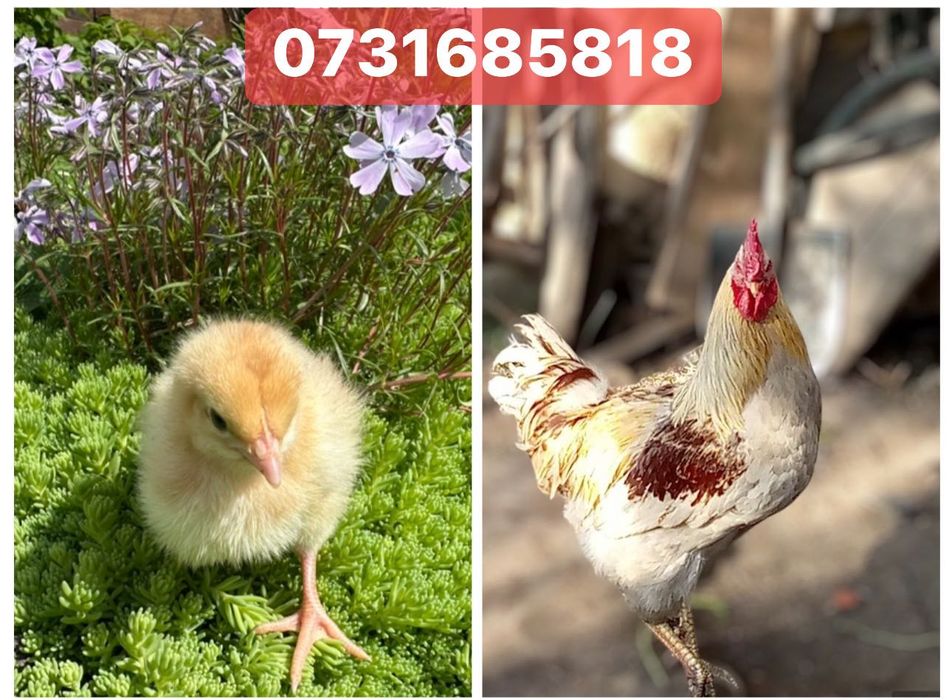 Курчата Цыплята Циплята Ломан Браун Сенді Півники Півні Петушки Петухи