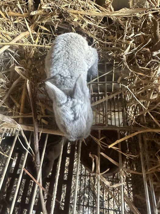 Troca de coelhos de raça