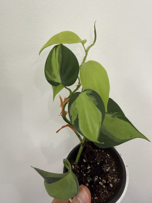 Philodendron Brasil