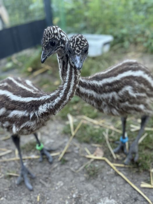 Sprzedam emu samice