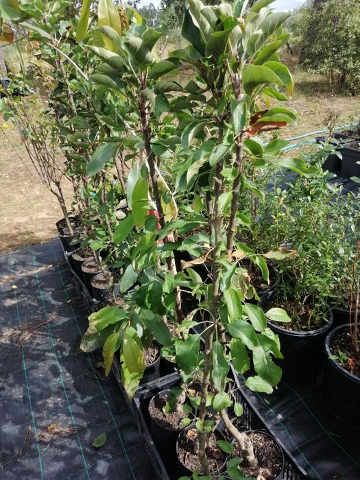 Árvores de fruto anãs