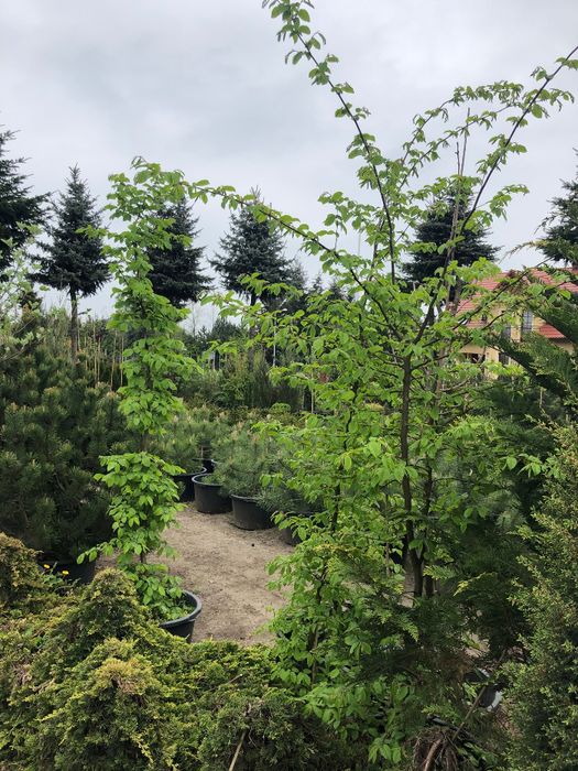 GRAB POSPOLITY 'Carpinus Betulus' Duże Drzewa ok. 500 cm wys. Leszno