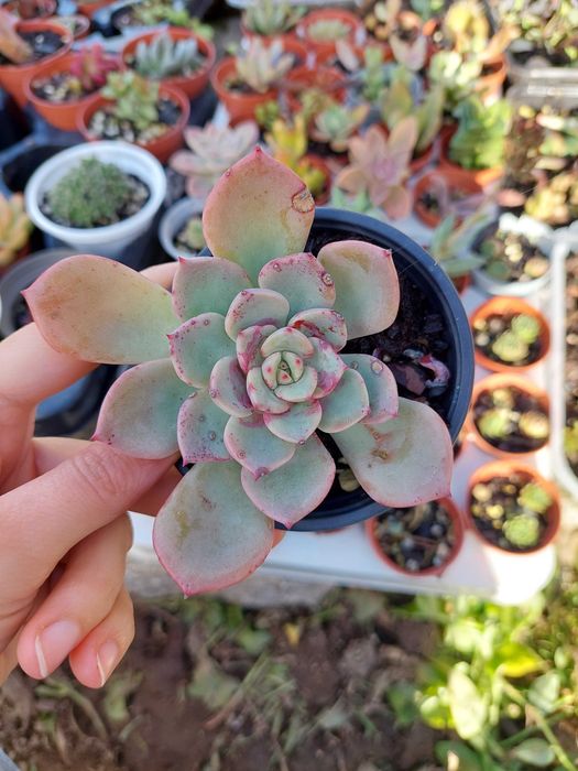 Suculentas 2€ cada