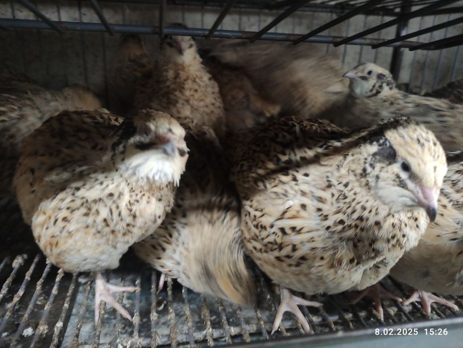 Jajka lęgowe przepiórcze japońska