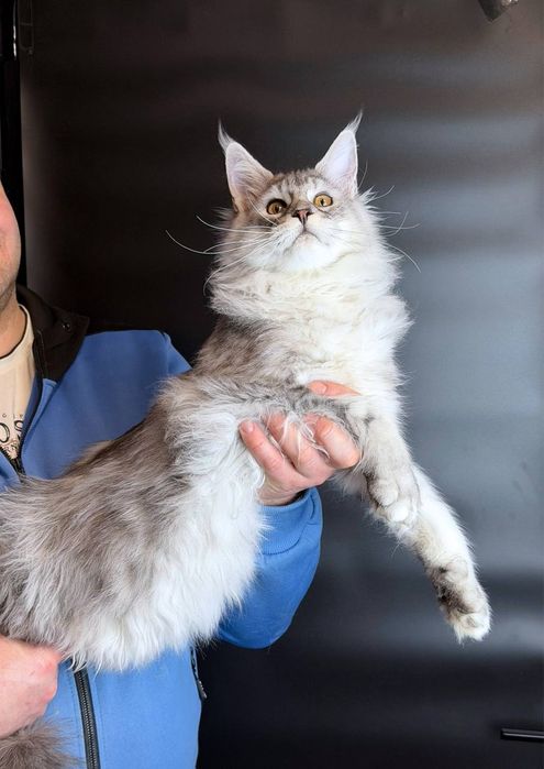 Срібний хлопчик  мейн кун