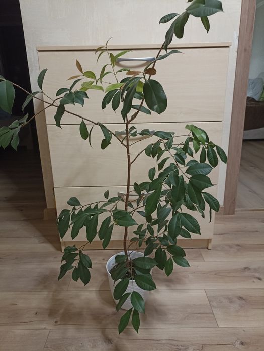 Лілі-Пілі, плодова рослина/ доросла рослина з фото