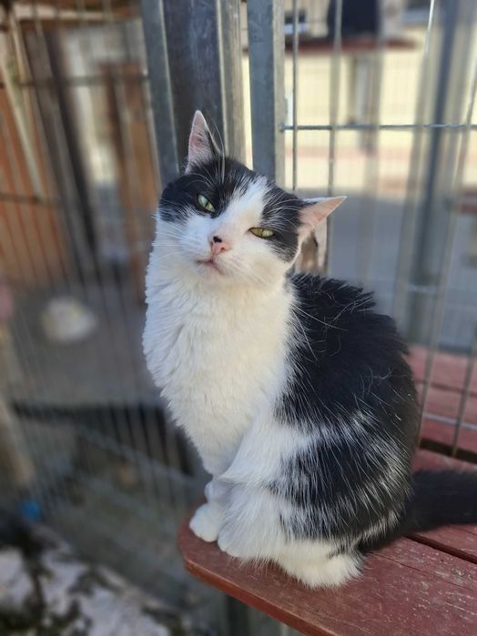 Cudna Frotka poleca się do adopcji