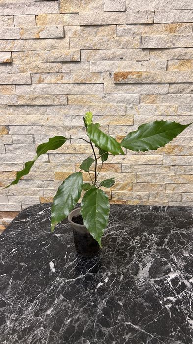 Гібіскус  Купера