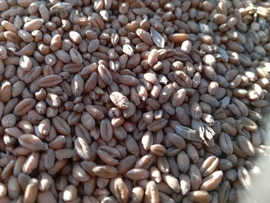 pszenica tegoroczna Możliwość workowania