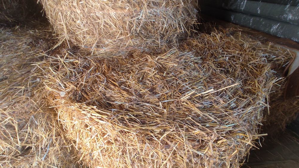 Słoma owsiana 2025 w belach