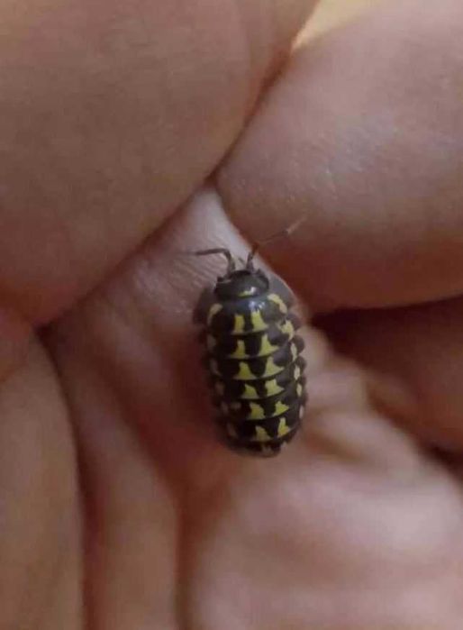 Armadillidium gestroi isopody równonogi kulanki
