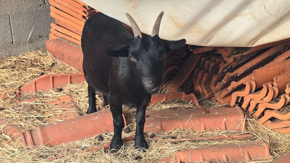 Cabras anãs, pequeninas
