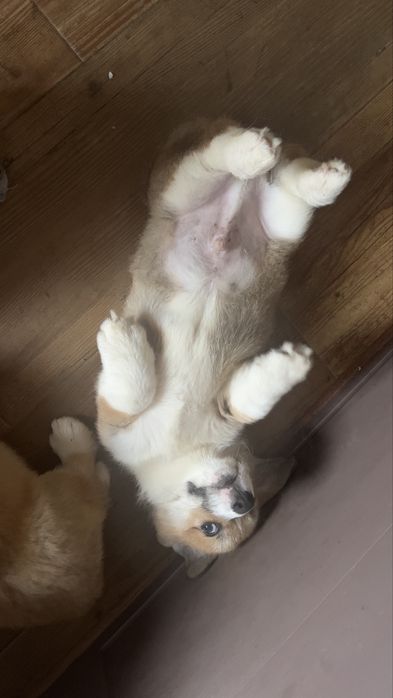 Малыши корги  3 месяца