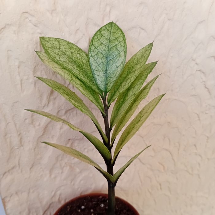 Заміакулькас Акебоно