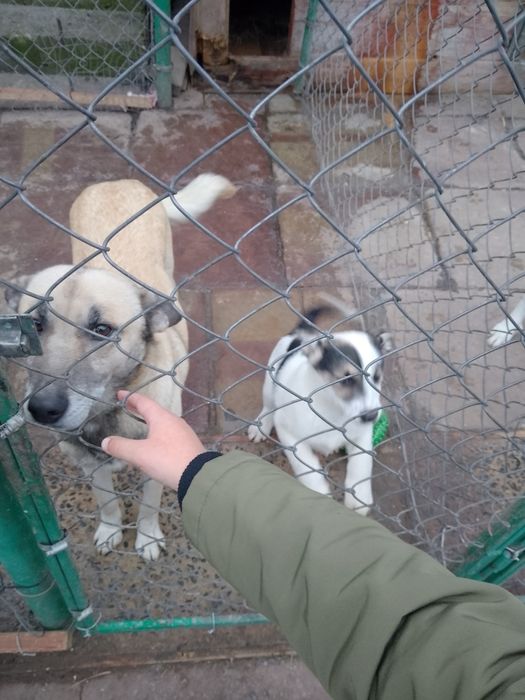 Доброго дня.Віддам в добрі руки,хлопчик,2 міс.Одна умова-не на ланцюг!