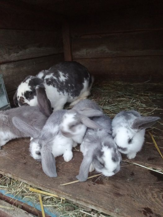 Baran barany francuskie króliki