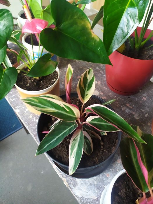 Stromanthe kwiat w doniczce