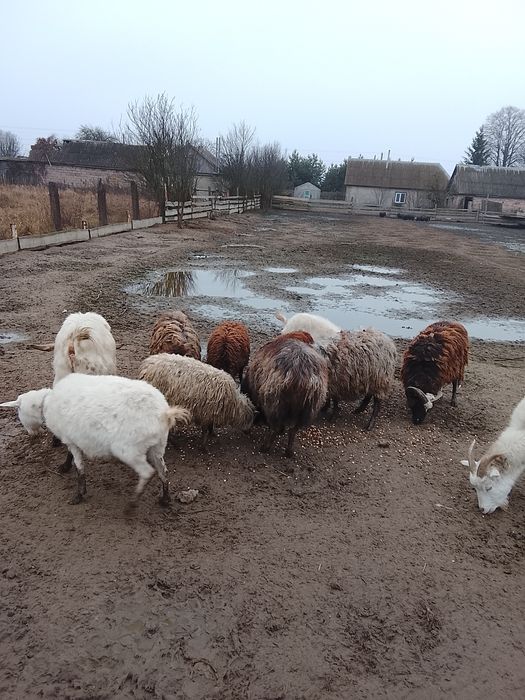 В'єтнамські свинки