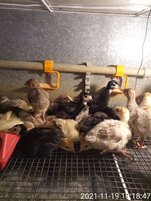 Суточные породистые индюшата.В наличии .