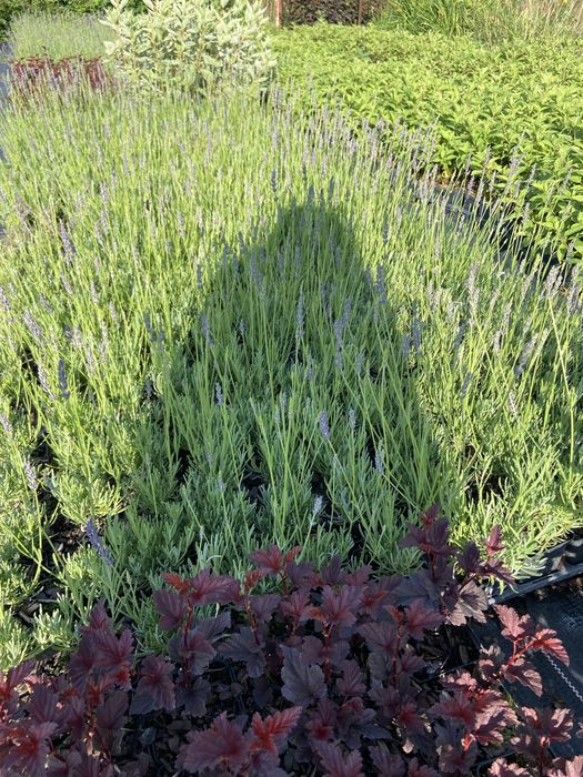 Lawenda (lavandula)