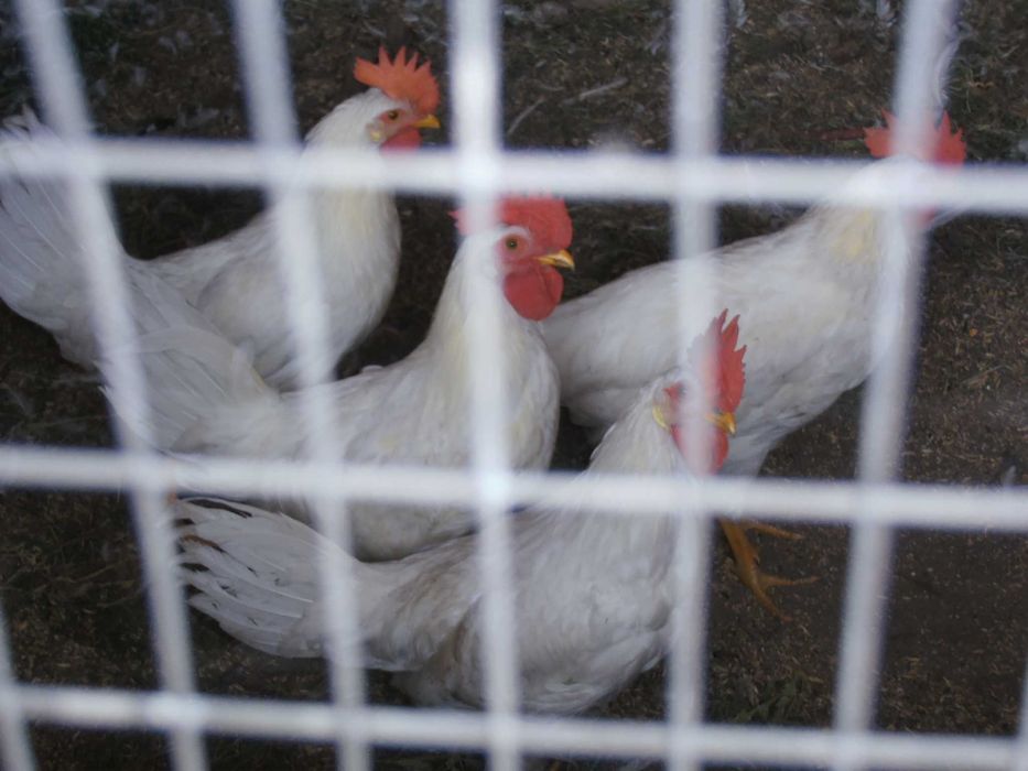 Леггорн петушки для разведения