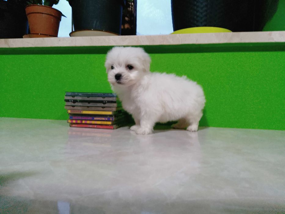 Maltańczyk szczeniaczek suczka.