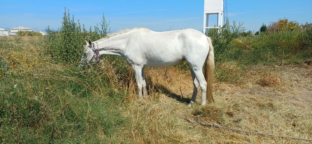 Egua montada e engatada