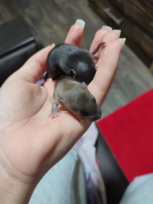 Отдам крысу бесплатно
