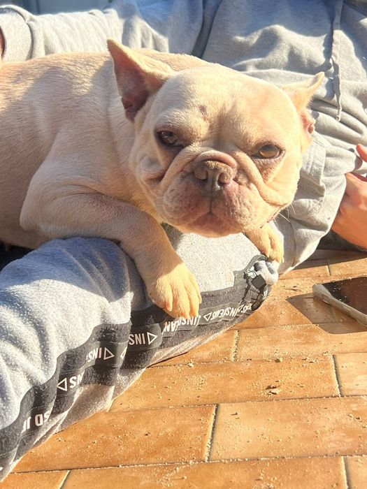 Buldog frances azul