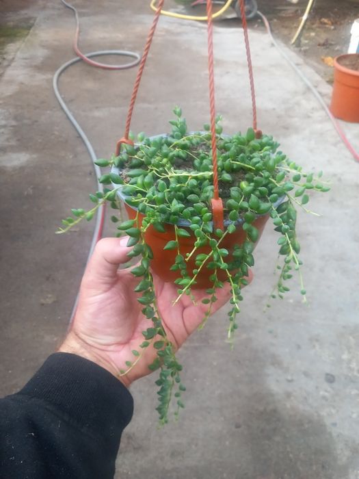 Senecio herrainus doniczka wieszakowa fi 14
