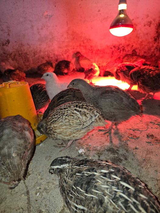 Codornizes gigantes multicolor a iniciar postura