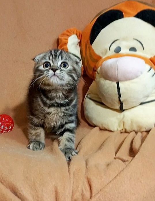 Котенок : Потешная игрунка .