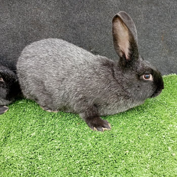 Кролі.Кролиці . Полтавське срібло. Крілики