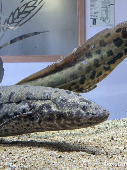 Protopterus Annectens 50cm