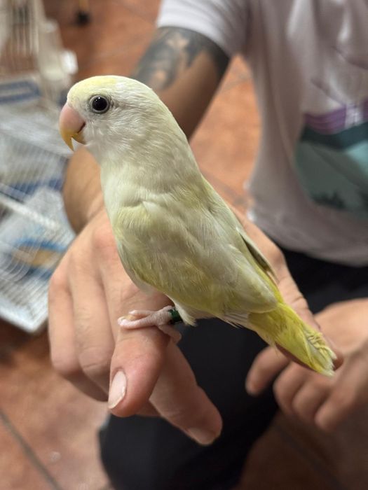 Agapornis domesticados muito meigos