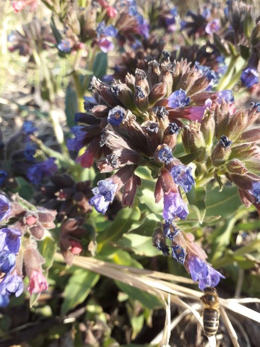 Пилок  квітковий