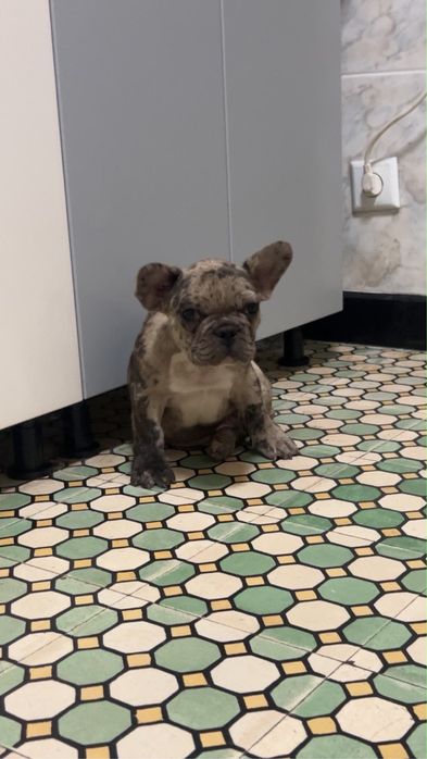 Bulldog macho fantastico