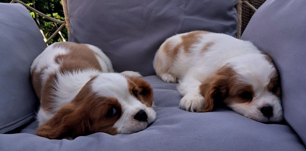 Suczka Cavalier King Charles Spaniel