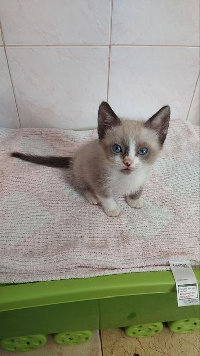 Кошеня-хлопчик Джельсоміно, до 2х міс., врятований з гаражів