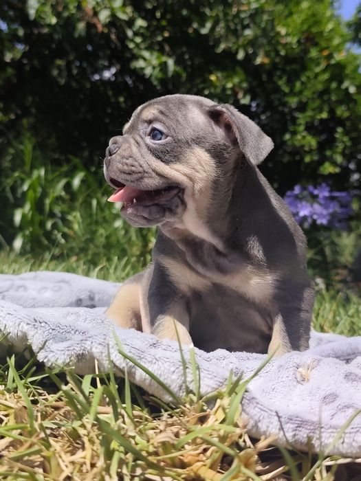 Bulldog blue tan