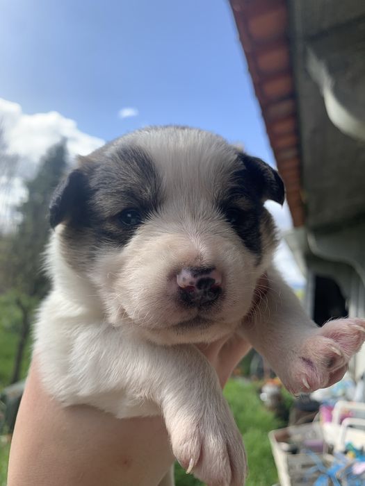 dao se caes de porte medio