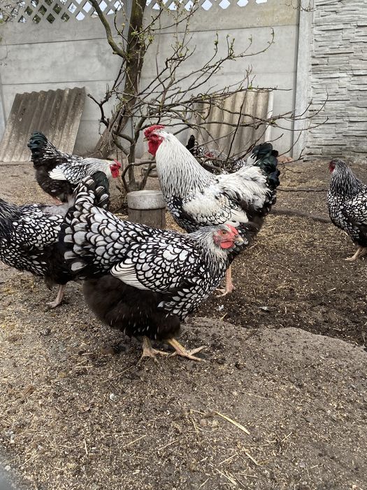 Sprzedam jaja lęgowe wyandotte